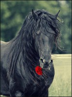 /album/galleria-fotografica/front-horse-jpg/